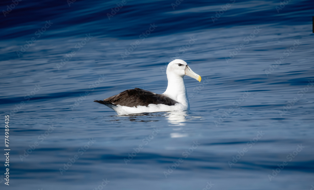 A white capped albatross, Thalassarche cauta, gracefully floats on top of the tranquil waters in South Africa. A white capped albatross, Thalassarche cauta, gracefully floats on top of the tranquil waters in South Africa.