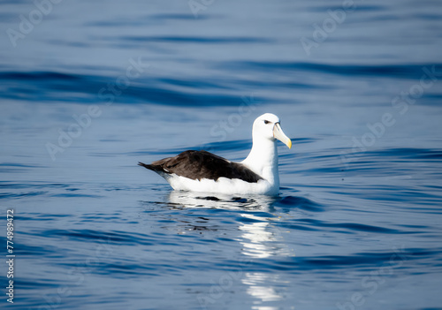 A White-capped Albatross, Thalassarche cauta, peacefully floating on the surface of a body of water in South Africa