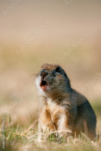 Portrait of a funny gopher, little ground squirrel or little suslik, Spermophilus pygmaeus is a species of rodent in the family Sciuridae. Suslik next to the hole. It is found from Eastern Europe