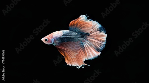 Betta fish, on black background.
