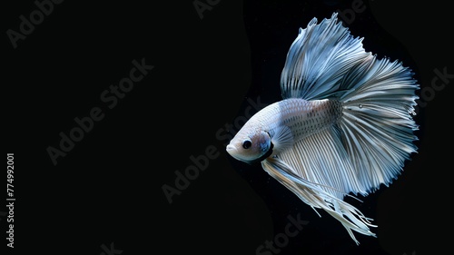 Betta fish, on black background.