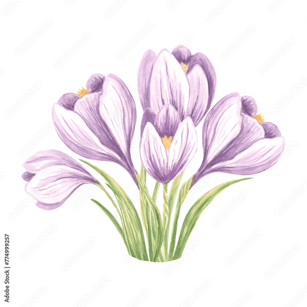 Violet crocus flowers with leaves. Isolated hand drawn watercolor illustration spring blossom saffron. Floral botanical drawing template for card of Mothers day, sticker, wedding, textile, embroidery.
