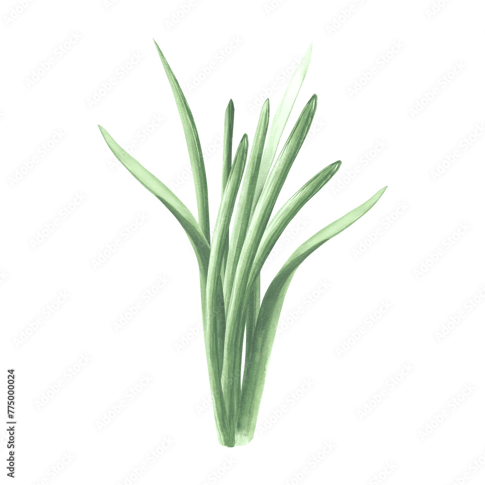 Obraz premium Bunch of green grass. Isolated hand drawn watercolor illustration of greenery, herb. Cartoon meadow plant drawing. Botanical template for greeting card, sticker, wedding, package, textile, embroidery.
