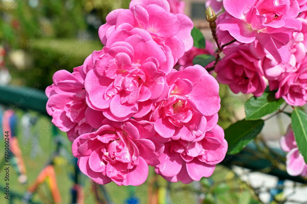 Pink roses on public garden in Teresopolis, Rio de Janeiro, Brazil