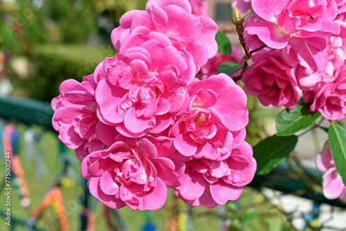 Obraz na płótnie Pink roses on public garden in Teresopolis, Rio de Janeiro, Brazil w salonie