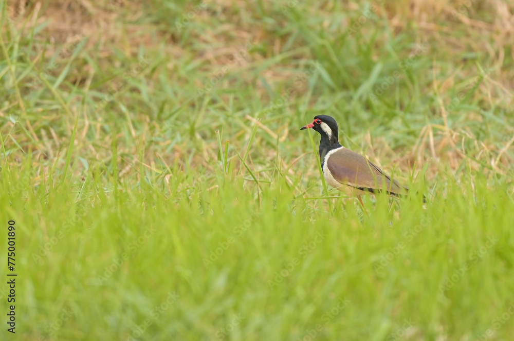 Red-wattled Lapwing (Vanellus indicus) standing on the ground with green grass. Red-wattled Lapwing (Vanellus indicus) standing on the ground with green grass.