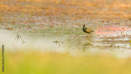 Bronze-winged Jacana (Metopidius indicus) standing on the mud in rice paddy field with yellow sunlight. Copy space wallpaper.