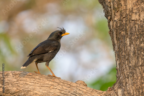 Closeup White-vented Myna (Acridotheres grandis) perching on the tree. Copy space wallpaper.