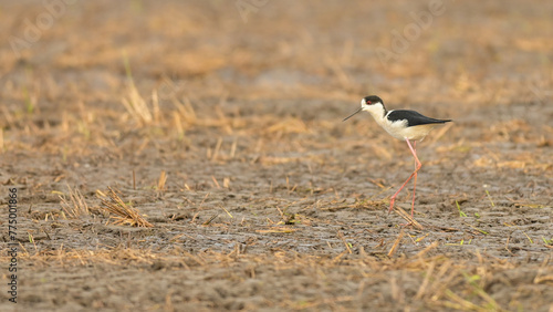 Black-winged stilt (Himantopus himantopus) walking on the mud in rice paddy field with yellow sunlight.