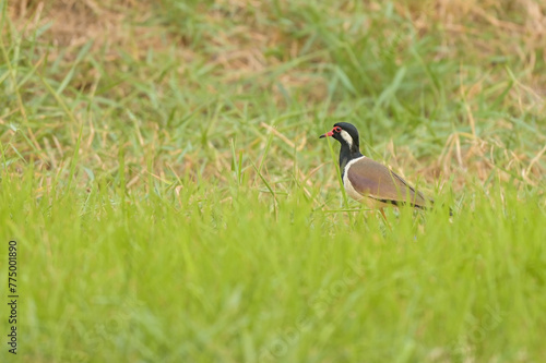 Red-wattled Lapwing (Vanellus indicus) standing on the ground with green grass.