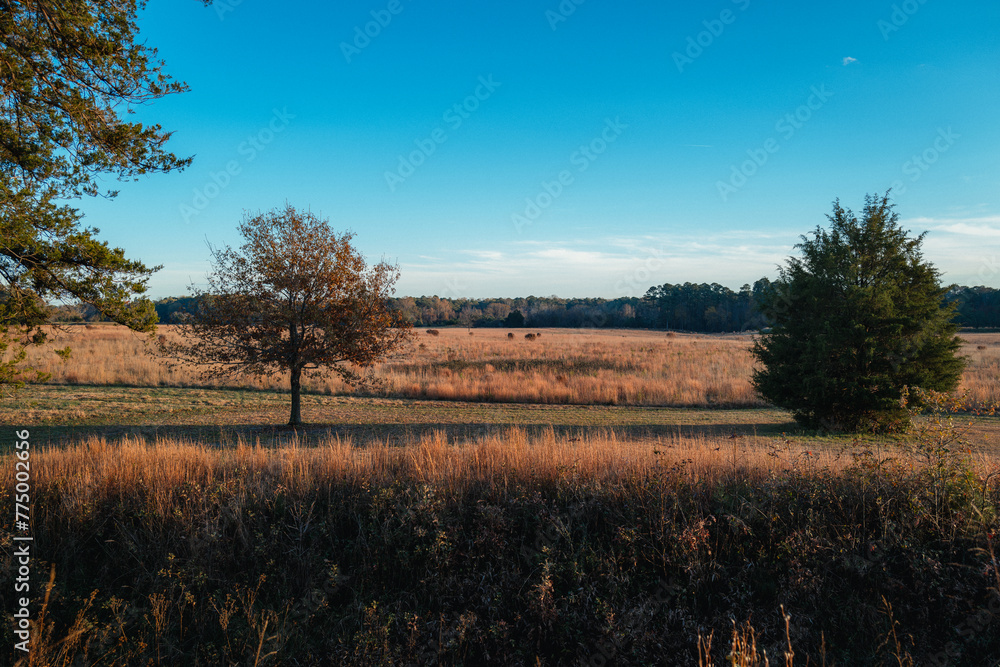 Obraz premium Open field in sunset