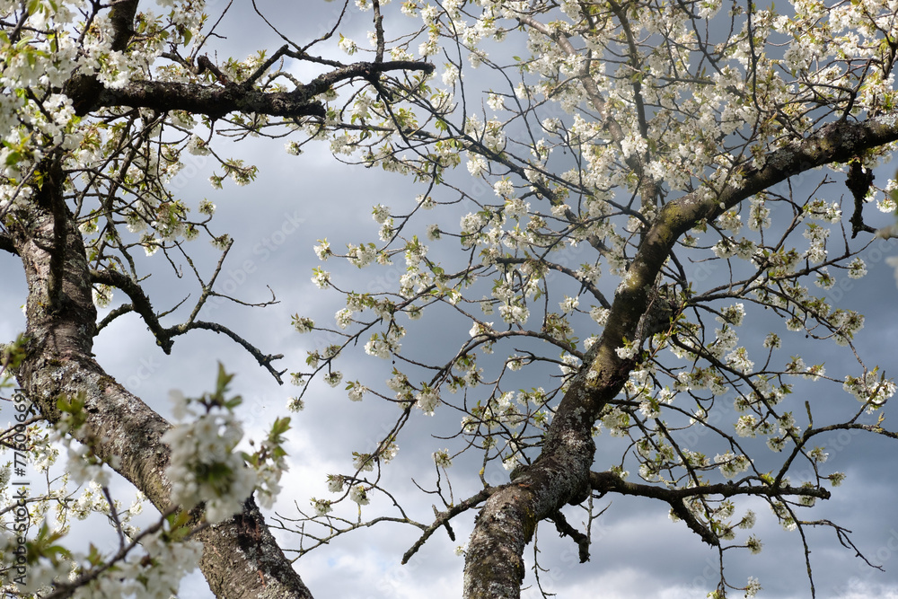 FLEURS DE CERISIER FLEURS DE CERISIER