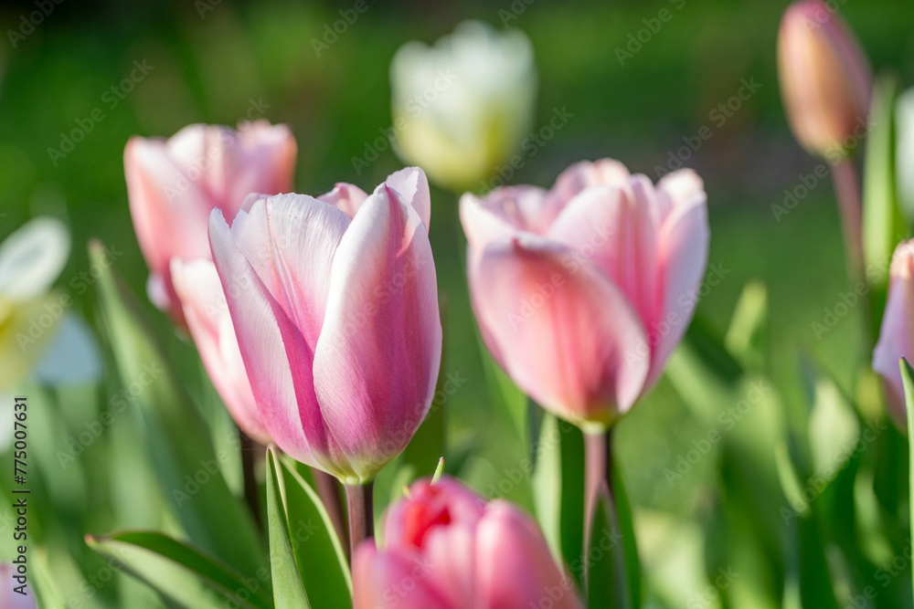 Beautiful pink tulip flowers on green garden background Beautiful pink tulip flowers on green garden background