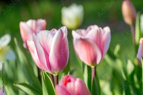 Beautiful pink tulip flowers on green garden background