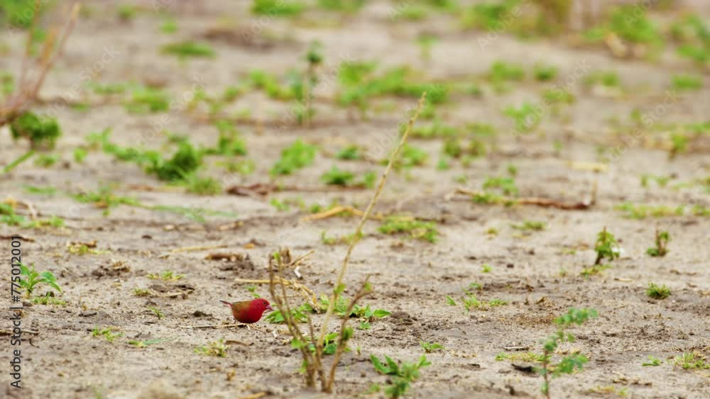 Close up of a Red-billed firefinch foraging in ground at Chobe National Park, Botswana, South Africa Close up of a Red-billed firefinch foraging in ground at Chobe National Park, Botswana, South Africa