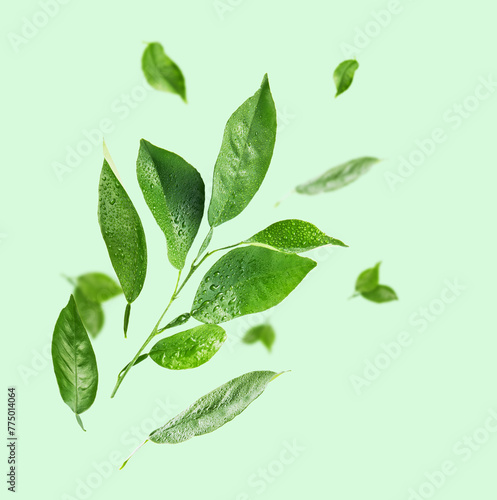 Lemon leaves isolated. Set of flying green lemon leaves isolated on green background with drops. Can be used for self design. Earth Day concept. With clipping path. © kasia2003