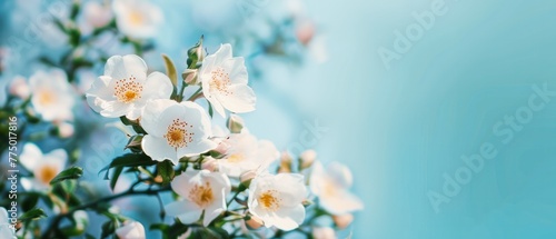 blooming white flowers on a brunch agains blue sky background, beautiful spring background with copy space