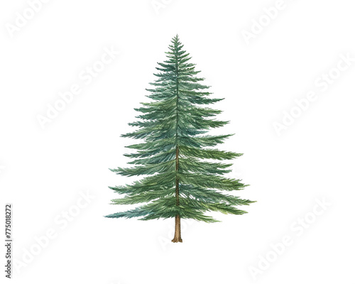 Fir Tree remove background tree, watercolor, isolated white background
