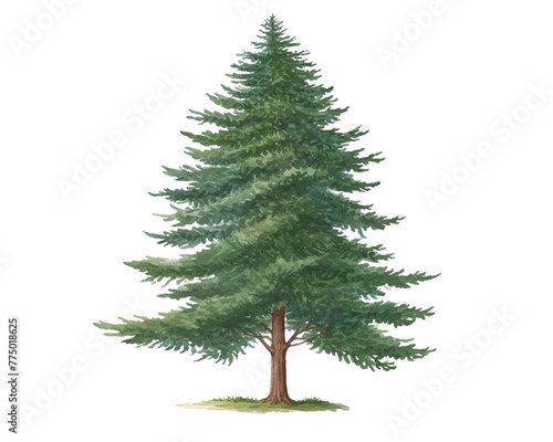 Fir Tree remove background tree, watercolor, isolated white background
