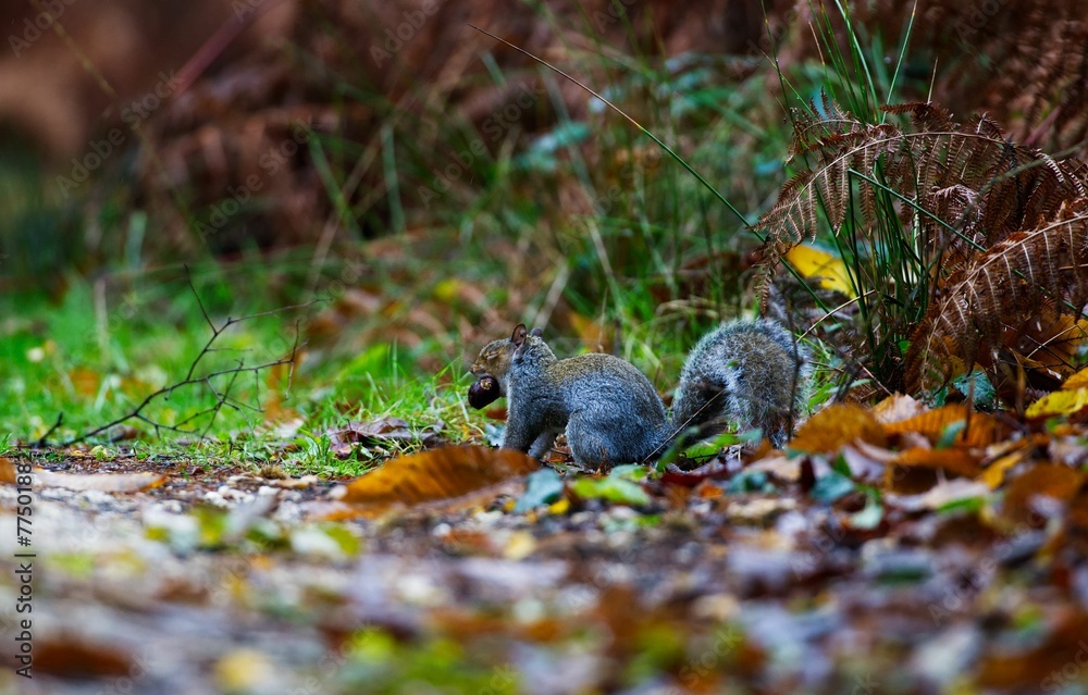 Fototapeta premium Closeup of a grey squirrel in its natural habitat