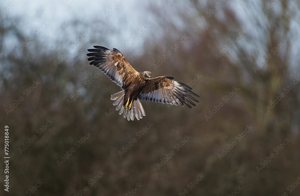 Fototapeta premium Marsh Harrier (Circus aeruginosus) flying in the air