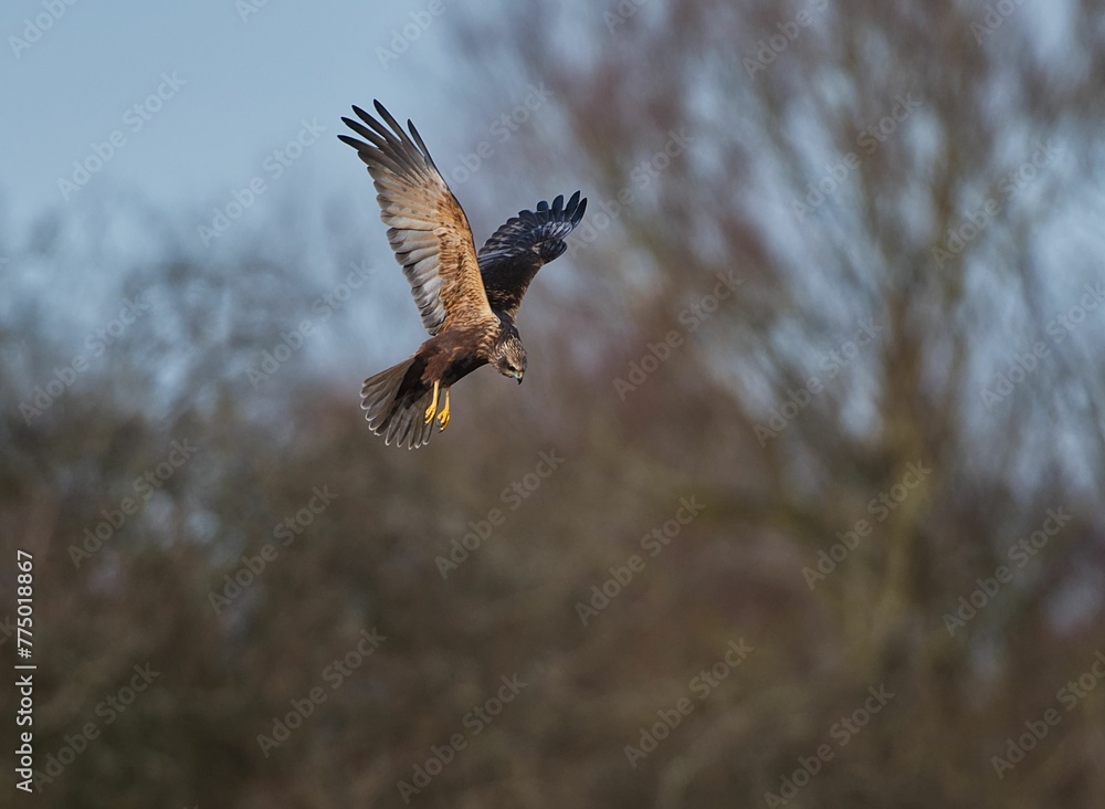 Fototapeta premium Marsh Harrier (Circus aeruginosus) flying in the air
