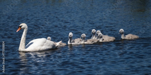 Selective of swan cygnets following the swan in a lake
