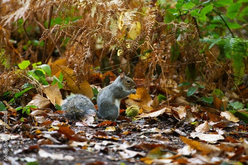 Western grey squirrel (Sciurus griseus) on the fallen autumn leaves photo