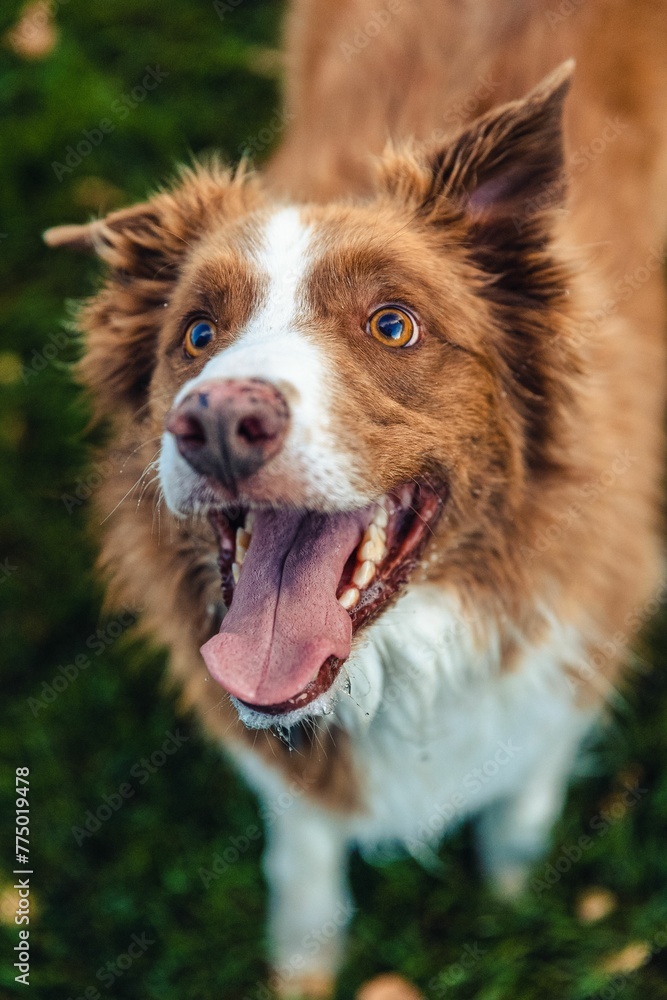 Vertical shot of a border collie dog on the grass.