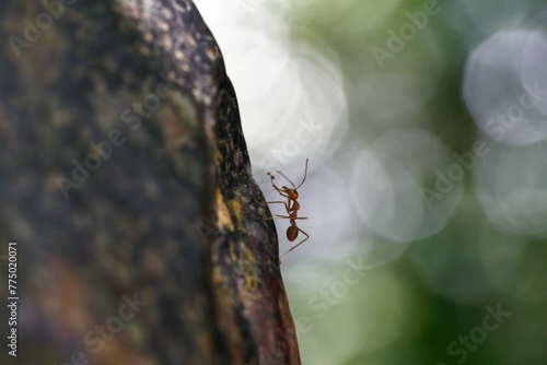 Macro closeup shot of a small ant on a tree in a forest © Wirestock