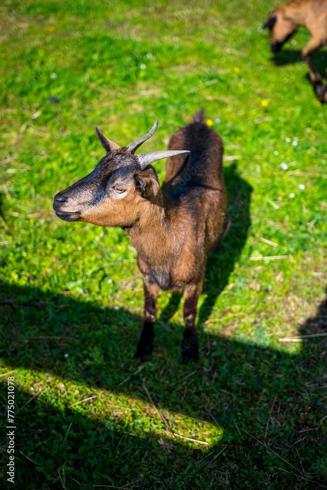 Vertical top view of a cute brown goat with short horns standing on a green farmland and looking up