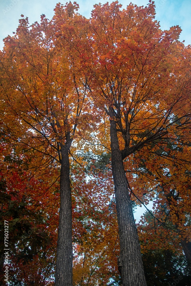 Vertical shot of a tall tree with orange leaves found in a forest during autumn Vertical shot of a tall tree with orange leaves found in a forest during autumn