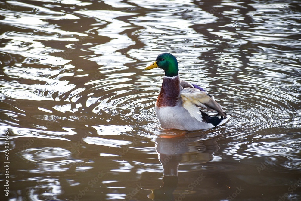 Fototapeta premium Male wild duck (Mallard) swimming in a tranquil lake with visible reflection during daytime