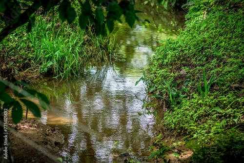 Small river surrounded by grass and plants