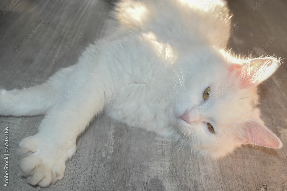 Closeup view of a big white cat with pointed ears lying on gray floor