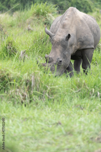 rhino in Uganda