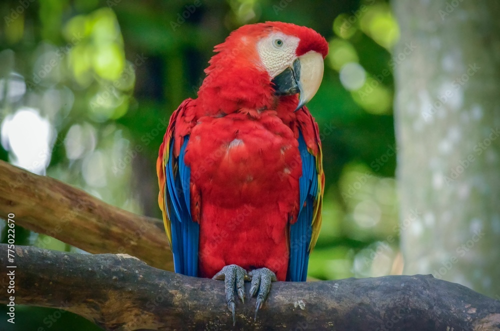 Scarlet macaw perched on a branch