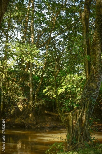 River covered in tree shade in Costa Rica
