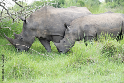 rhino in Uganda photo