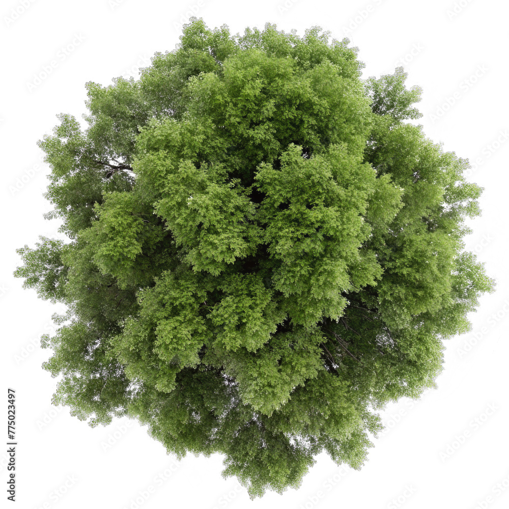 Fototapeta premium top view ash tree isolated on transparent background