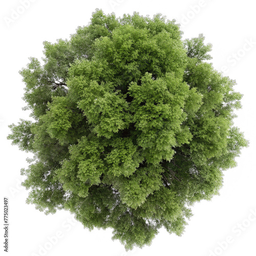 top view ash tree isolated on transparent background