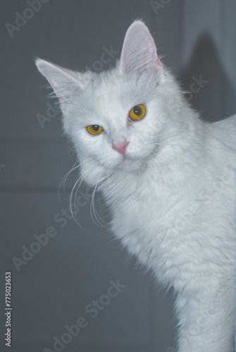 Vertical shot of a white cat with yellow eyes is looking at the camera