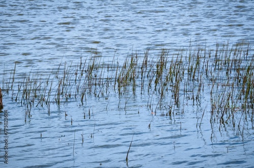 Beautiful view of grass growing in the water during sunrise