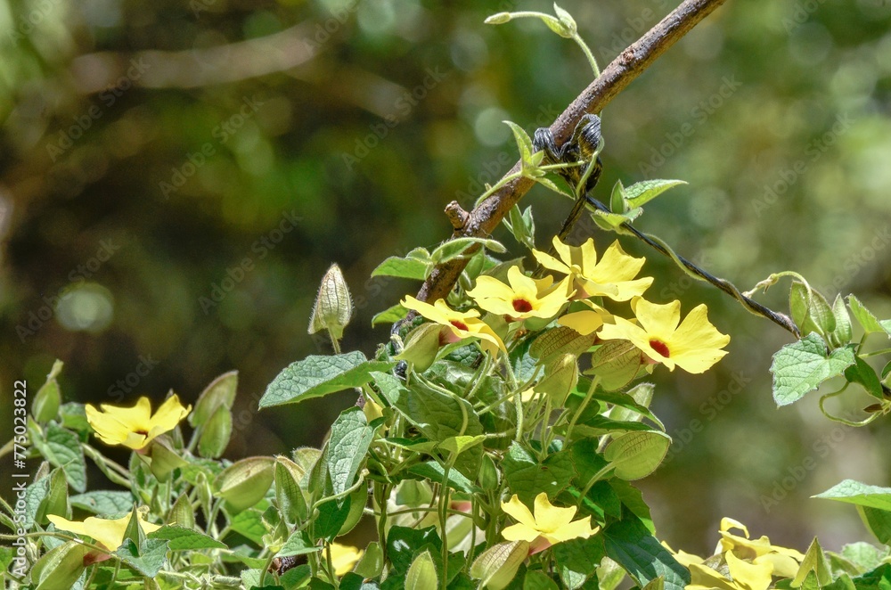 Closeup of bright yellow black-eyed Susan flowers and green leaves in a sunny garden Closeup of bright yellow black-eyed Susan flowers and green leaves in a sunny garden