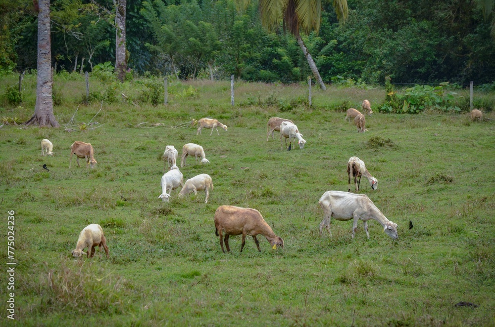 Beautiful shot of sheep grazing in a green field