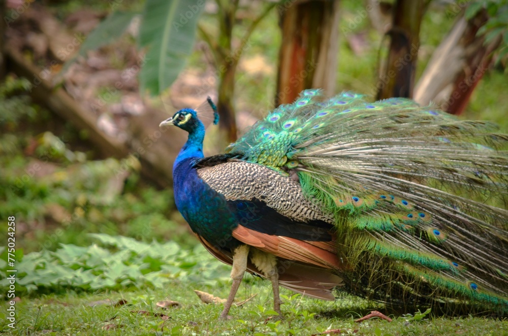 Obraz premium Close-up shot of a peacock walking in a park