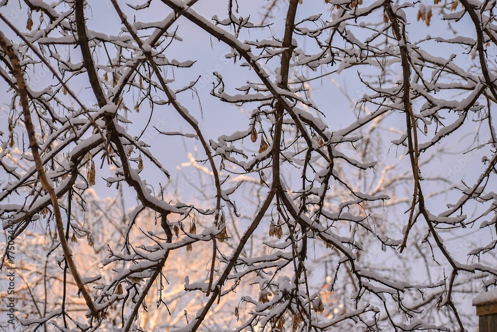 Closeup shot of the brown tree branches covered by snow under the sunlight. Closeup shot of the brown tree branches covered by snow under the sunlight.