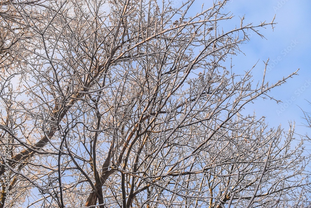 Closeup shot of the brown tree branches covered by snow under the sunlight. Closeup shot of the brown tree branches covered by snow under the sunlight.