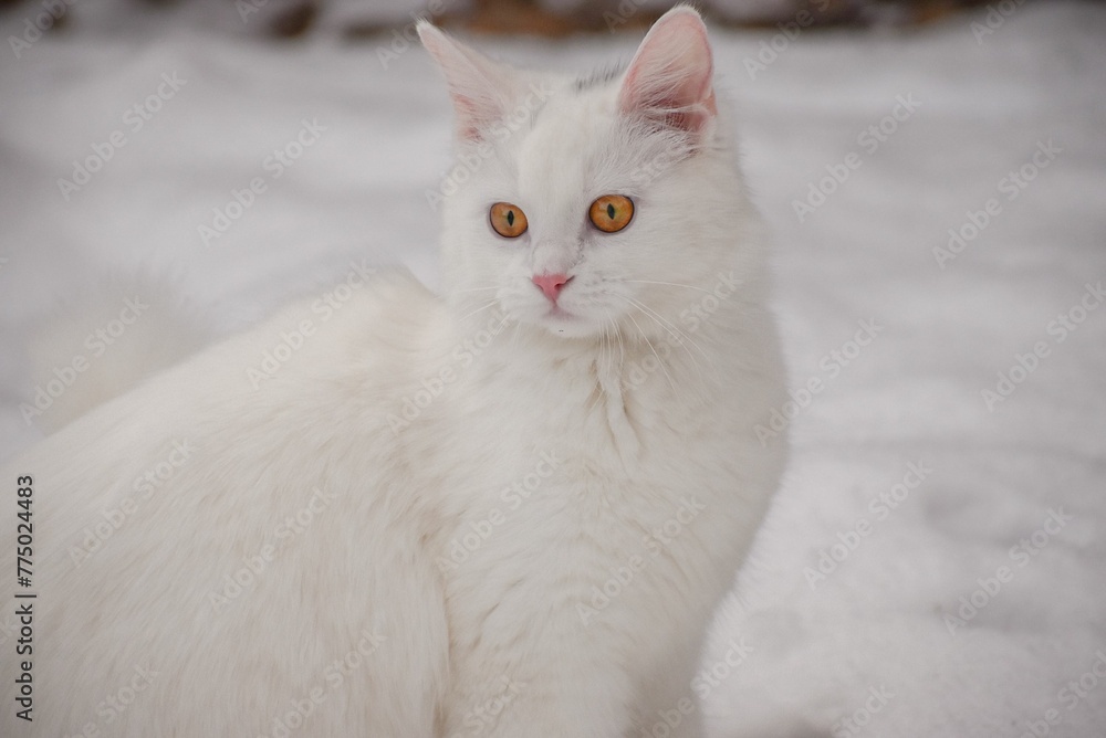Closeup shot of a single white cat with orange eyes on the snow. Closeup shot of a single white cat with orange eyes on the snow.