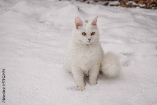 Closeup shot of a single white cat with orange eyes on the snow.